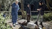 Click to watch 'Snakes in the Grass' (popup) NCIS Sydney